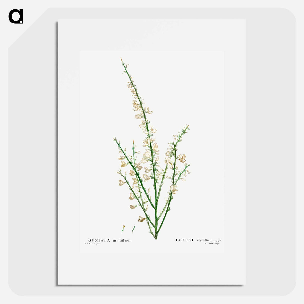 Genista multiflora - Pierre Joseph Redouté Poster.