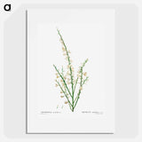 Genista multiflora - Pierre Joseph Redouté Poster.