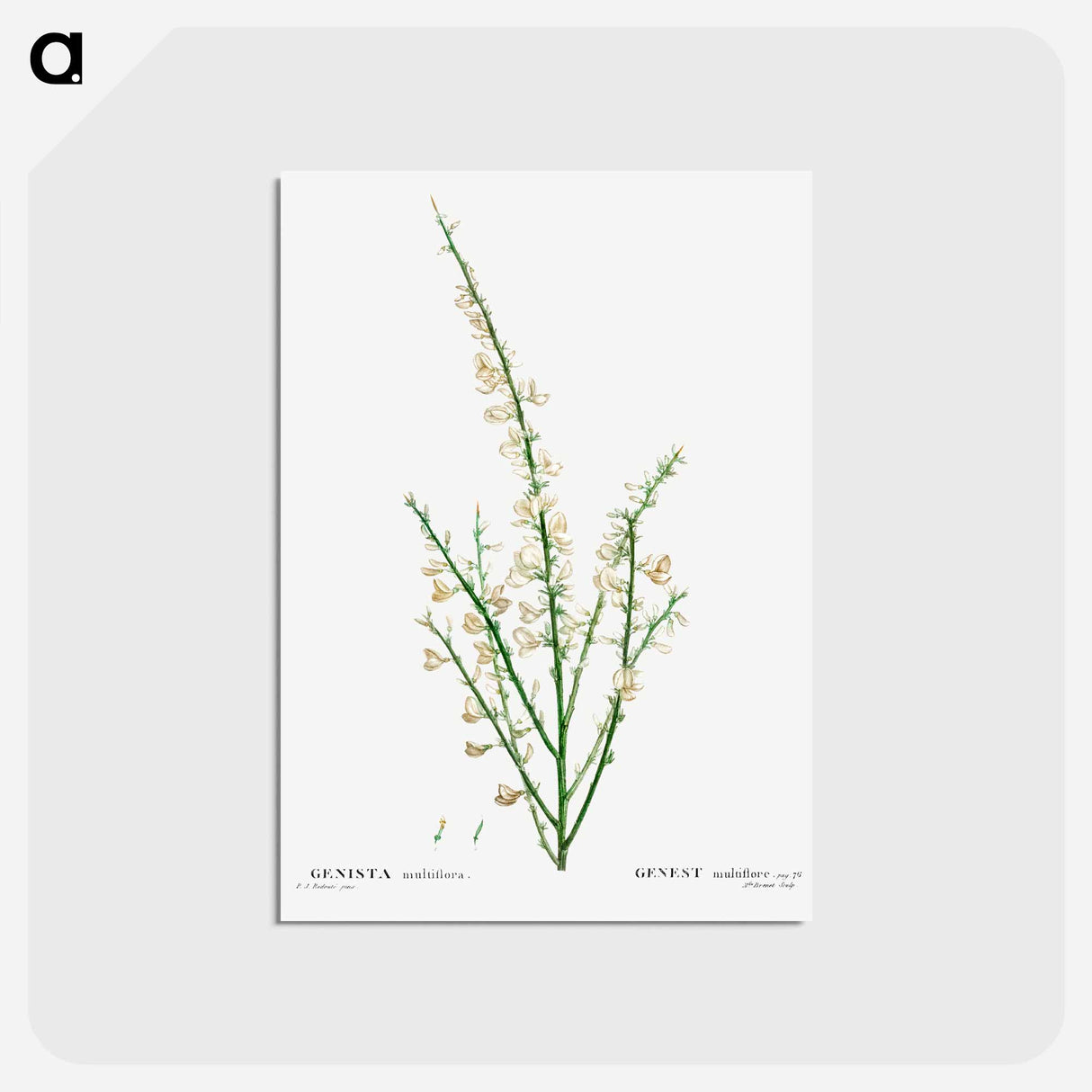 アートポストカード-Genista multiflora - ピエール ジョゼフ ルドゥーテ Postcard.