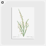 アートポストカード-Genista multiflora - ピエール ジョゼフ ルドゥーテ Postcard.