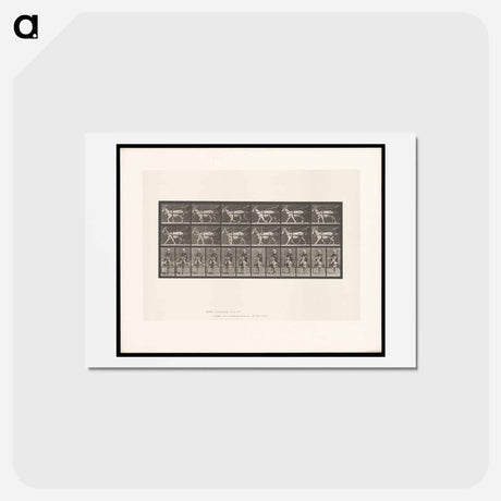 アートポストカード-Goat Cart
 - エドワード マイブリッジ Postcard.