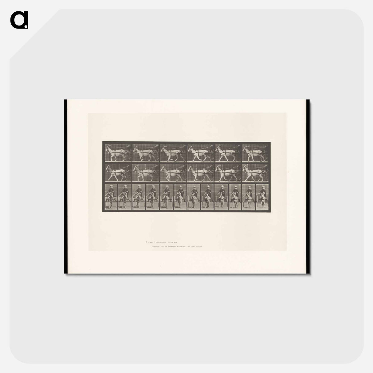 アートポストカード-Goat Cart
 - エドワード マイブリッジ Postcard.