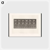 アートポストカード-Goat Cart
 - エドワード マイブリッジ Postcard.