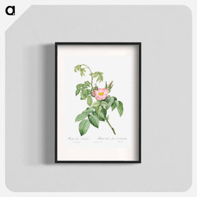 アートポスター-The Apple Rose - ピエール ジョゼフ ルドゥーテ Poster.