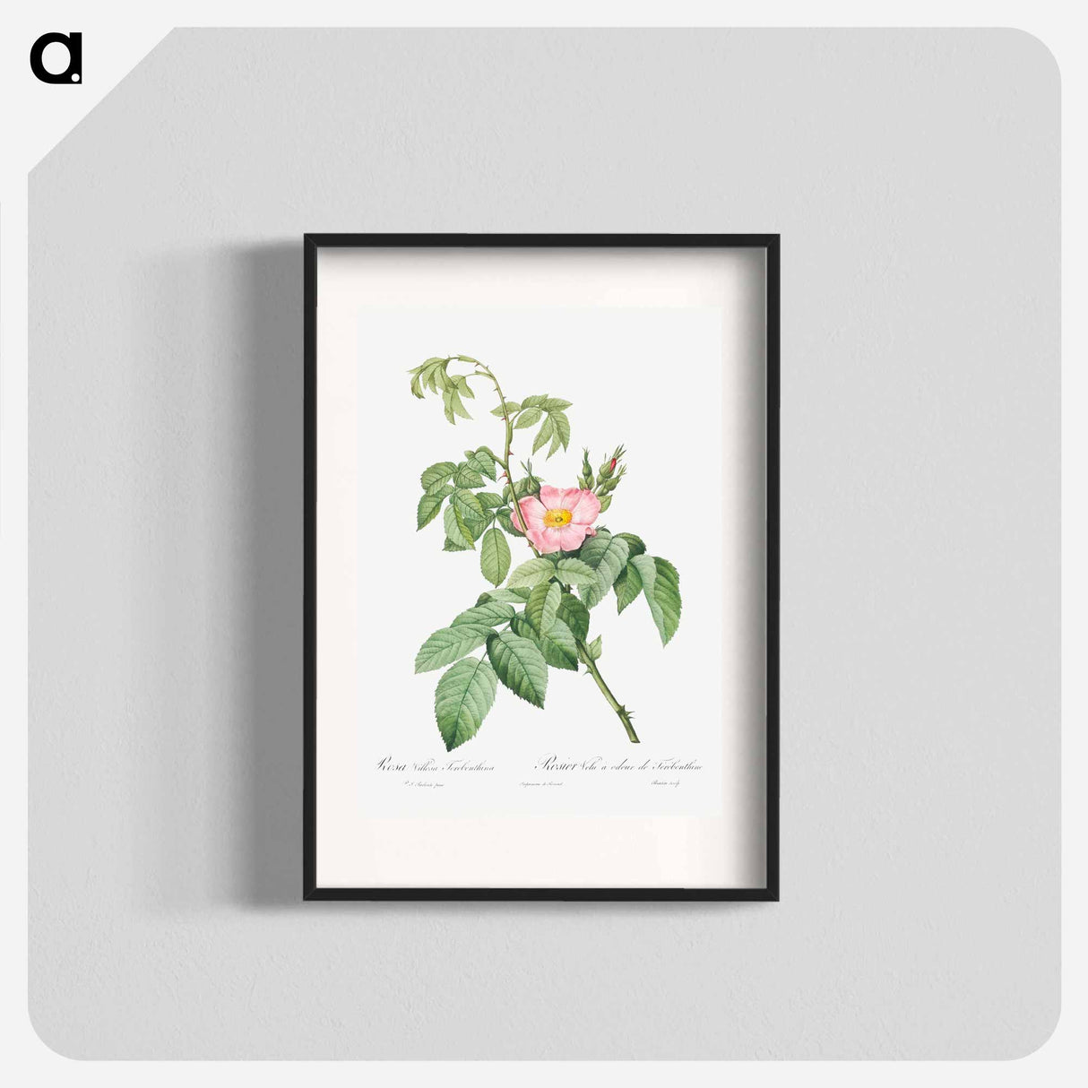 The Apple Rose - Pierre Joseph Redouté Poster.