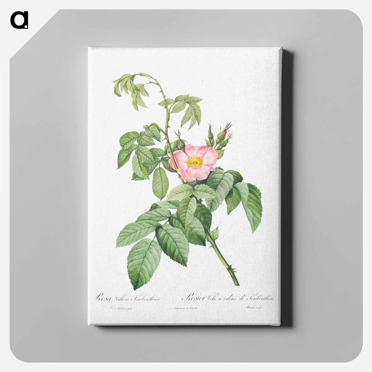 アートパネル-The Apple Rose - ピエール ジョゼフ ルドゥーテ Canvas.