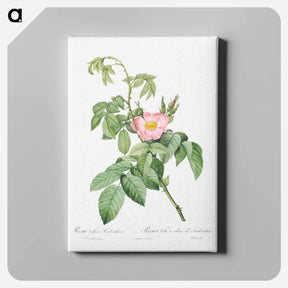 アートパネル-The Apple Rose - ピエール ジョゼフ ルドゥーテ Canvas.