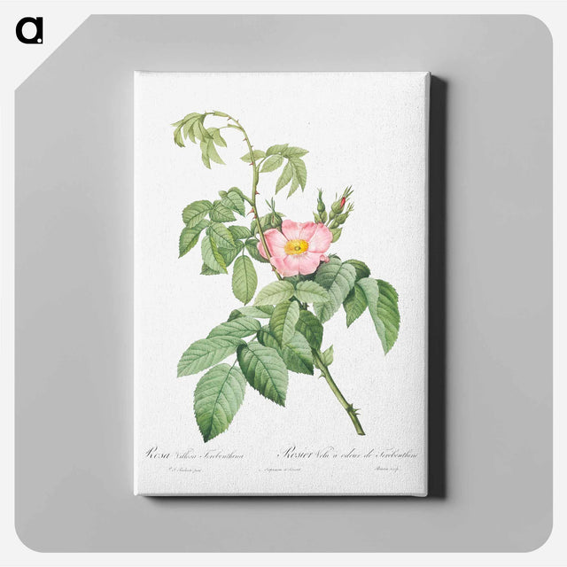アートパネル-The Apple Rose - ピエール ジョゼフ ルドゥーテ Canvas.