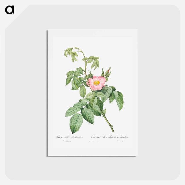 アートポストカード-The Apple Rose - ピエール ジョゼフ ルドゥーテ Postcard.