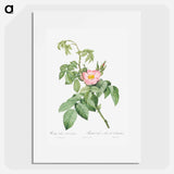 The Apple Rose - Pierre Joseph Redouté Poster.