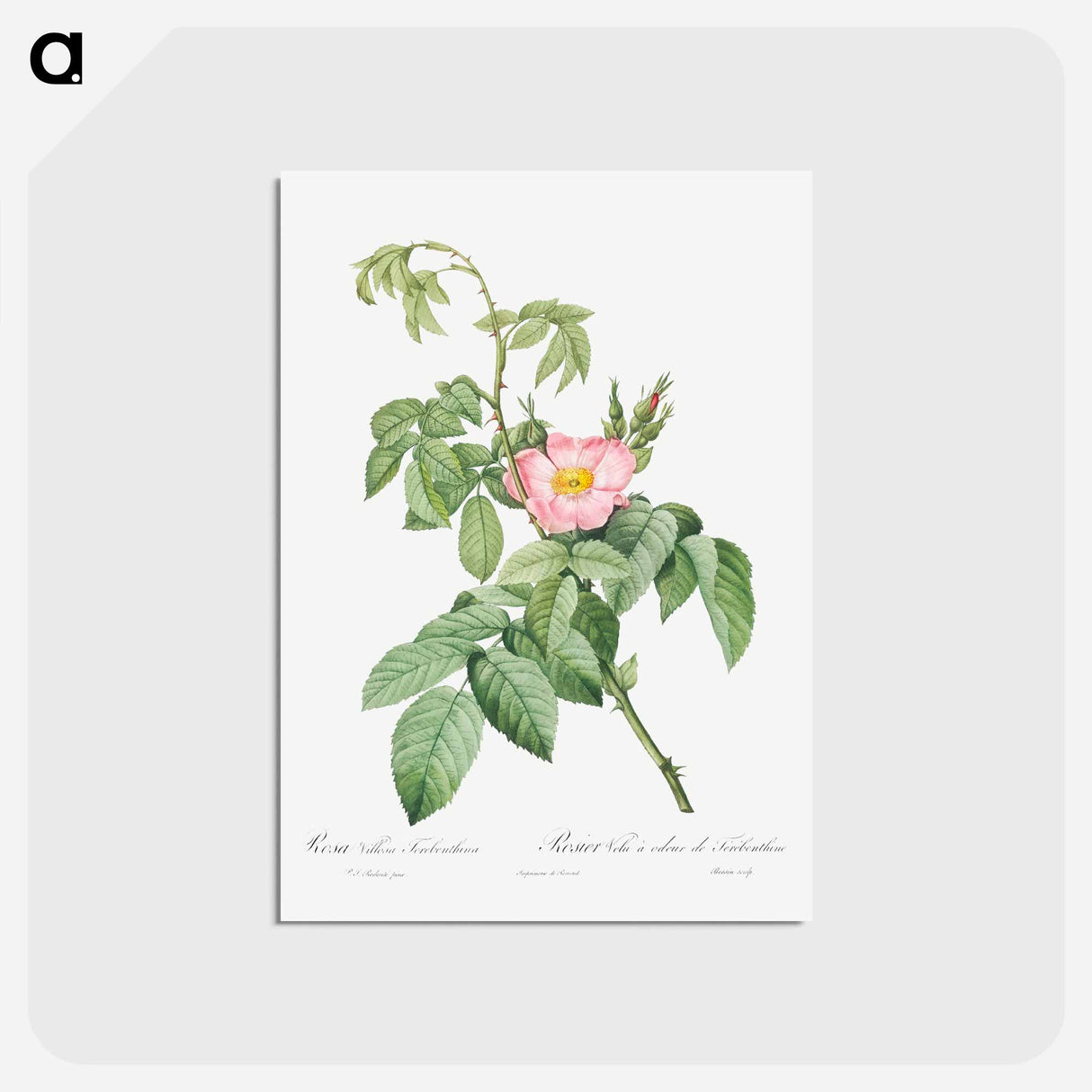 アートポストカード-The Apple Rose - ピエール ジョゼフ ルドゥーテ Postcard.