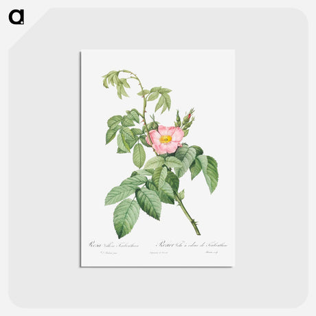 アートポストカード-The Apple Rose - ピエール ジョゼフ ルドゥーテ Postcard.