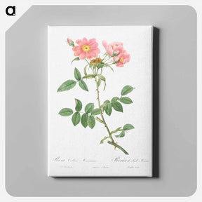 アートパネル-Rose of Lady Monson - ピエール ジョゼフ ルドゥーテ Canvas.