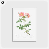 アートポストカード-Rose of Lady Monson - ピエール ジョゼフ ルドゥーテ Postcard.