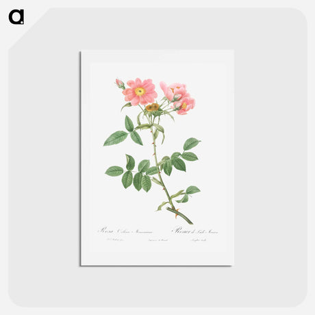 アートポストカード-Rose of Lady Monson - ピエール ジョゼフ ルドゥーテ Postcard.