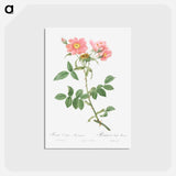 アートポストカード-Rose of Lady Monson - ピエール ジョゼフ ルドゥーテ Postcard.