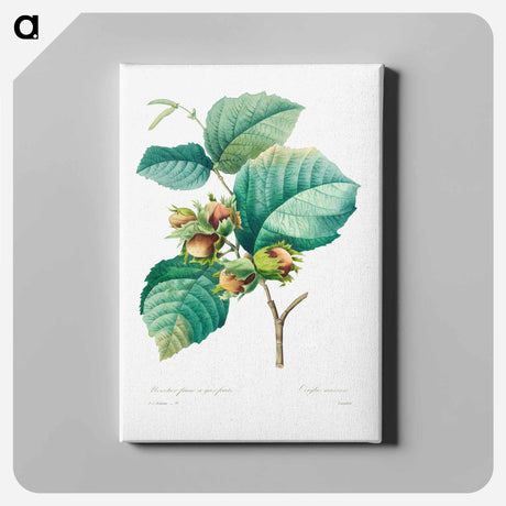 アートパネル-Hazelnut - ピエール ジョゼフ ルドゥーテ Canvas.