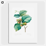 Hazelnut - Pierre Joseph Redouté Poster.