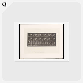 アートポストカード-Naked Man on Horse
 - エドワード マイブリッジ Postcard.