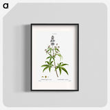 Chaste tree, Vitex agnus-castus - Pierre-Joseph Redouté Poster.