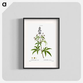 アートポスター-Chaste tree, Vitex agnus-castus - ピエール ジョゼフ ルドゥーテ Poster.