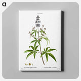 アートパネル-Chaste tree, Vitex agnus-castus - ピエール ジョゼフ ルドゥーテ Canvas.
