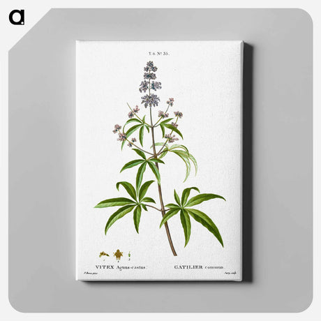 アートパネル-Chaste tree, Vitex agnus-castus - ピエール ジョゼフ ルドゥーテ Canvas.