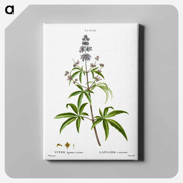 アートパネル-Chaste tree, Vitex agnus-castus - ピエール ジョゼフ ルドゥーテ Canvas.