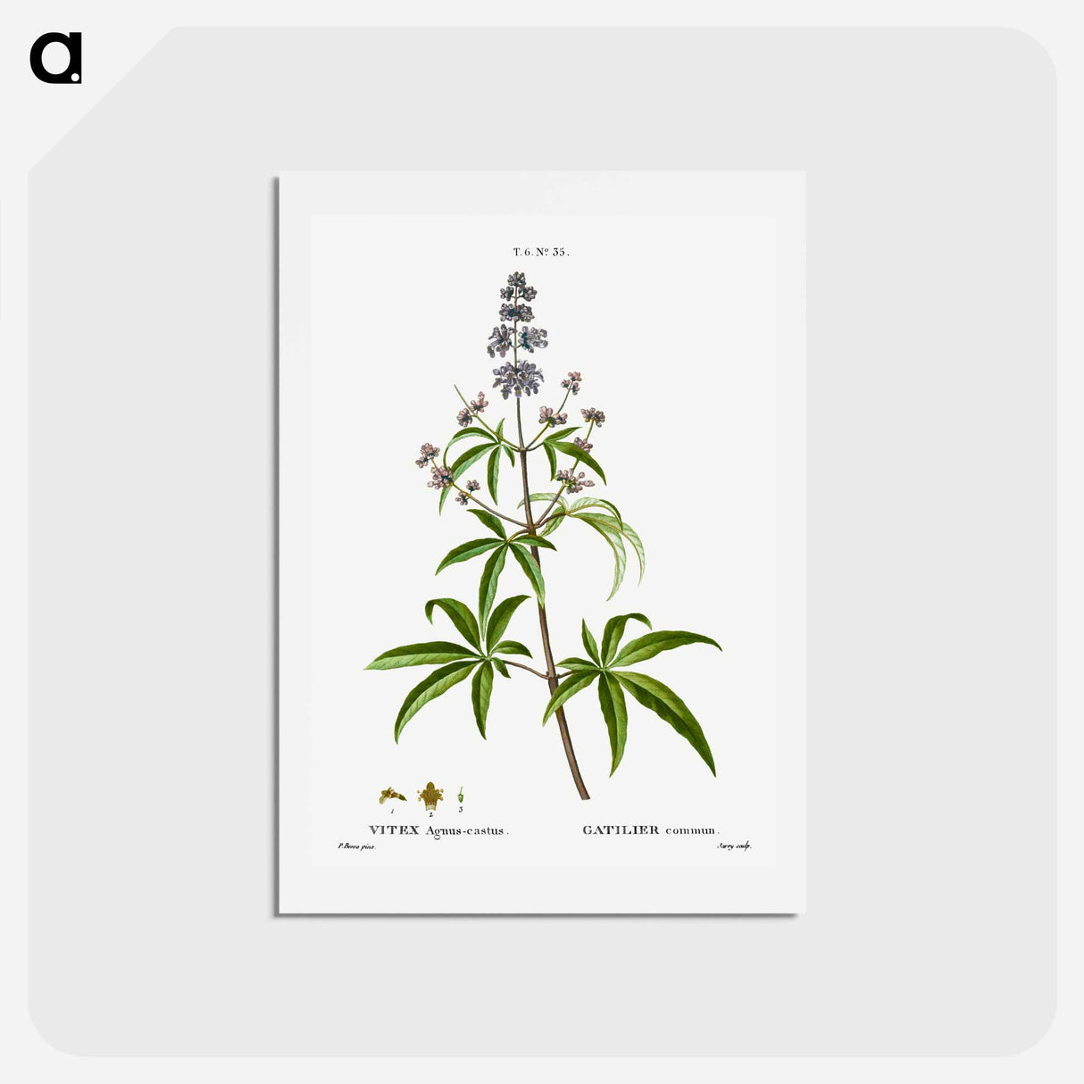 アートポストカード-Chaste tree, Vitex agnus-castus - ピエール ジョゼフ ルドゥーテ Postcard.