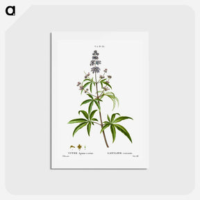 アートポストカード-Chaste tree, Vitex agnus-castus - ピエール ジョゼフ ルドゥーテ Postcard.