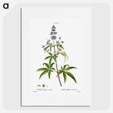 Chaste tree, Vitex agnus-castus - Pierre-Joseph Redouté Poster.