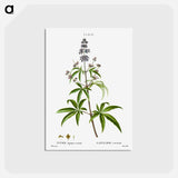 アートポストカード-Chaste tree, Vitex agnus-castus - ピエール ジョゼフ ルドゥーテ Postcard.