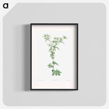 Amethyst sea holly - Pierre Joseph Redouté Poster.
