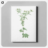 アートパネル-Amethyst sea holly - ピエール ジョゼフ ルドゥーテ Canvas.