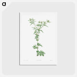 アートポストカード-Amethyst sea holly - ピエール ジョゼフ ルドゥーテ Postcard.