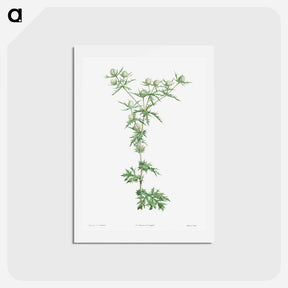 アートポストカード-Amethyst sea holly - ピエール ジョゼフ ルドゥーテ Postcard.