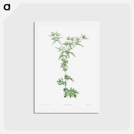 アートポストカード-Amethyst sea holly - ピエール ジョゼフ ルドゥーテ Postcard.