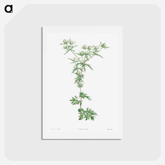 アートポストカード-Amethyst sea holly - ピエール ジョゼフ ルドゥーテ Postcard.