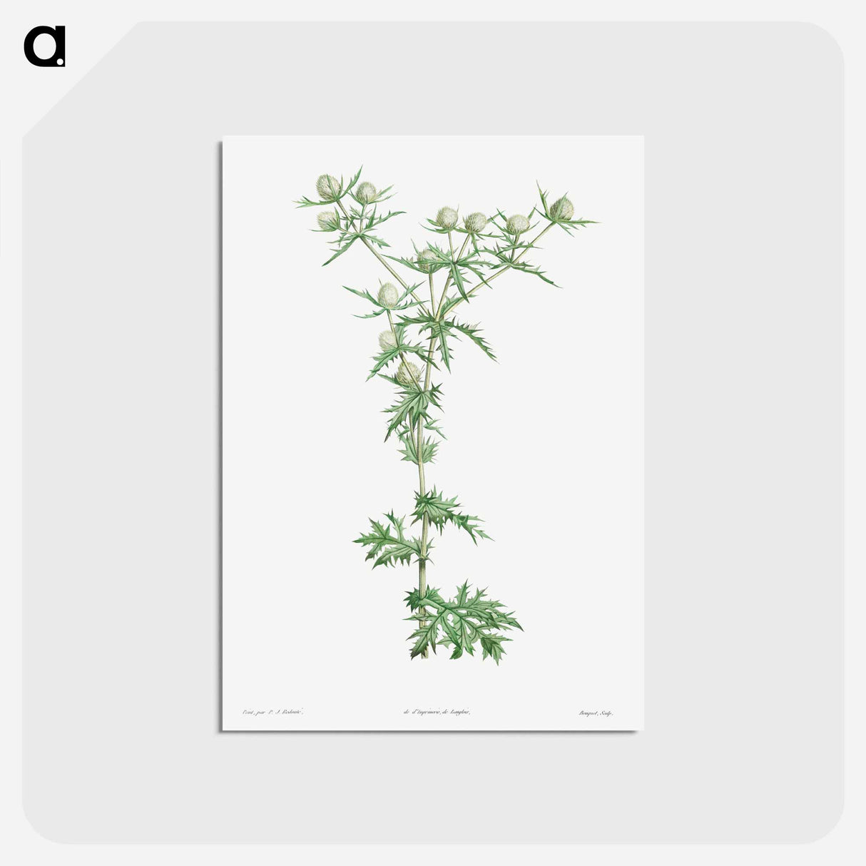 アートポストカード-Amethyst sea holly - ピエール ジョゼフ ルドゥーテ Postcard.