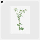アートポストカード-Amethyst sea holly - ピエール ジョゼフ ルドゥーテ Postcard.