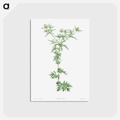 アートポストカード-Amethyst sea holly - ピエール ジョゼフ ルドゥーテ Postcard.