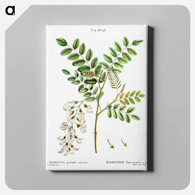 アートパネル-Black locust - ピエール ジョゼフ ルドゥーテ Canvas.
