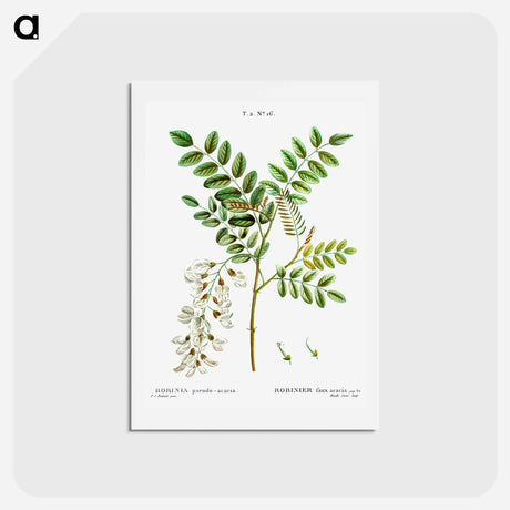 アートポストカード-Black locust - ピエール ジョゼフ ルドゥーテ Postcard.