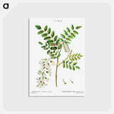 アートポストカード-Black locust - ピエール ジョゼフ ルドゥーテ Postcard.
