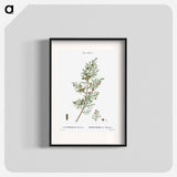 Phoenicean juniper, Juniperus phoenicea - ピエール ジョゼフ ルドゥーテ Poster.