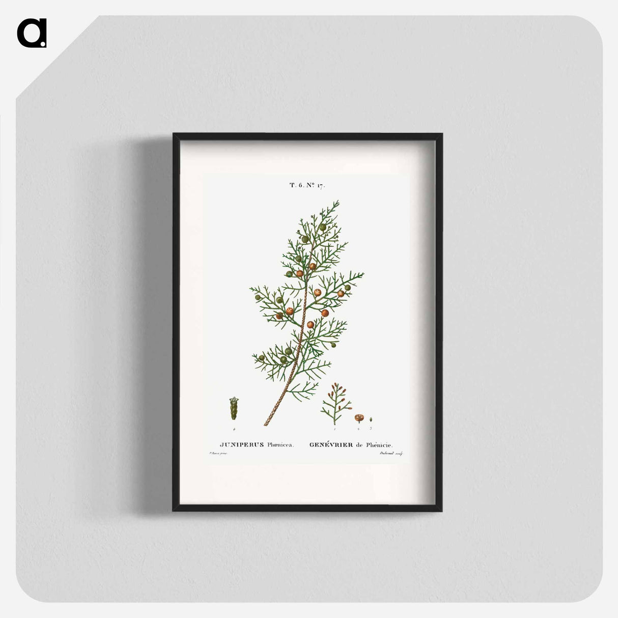 Phoenicean juniper, Juniperus phoenicea - Pierre-Joseph Redouté Poster.
