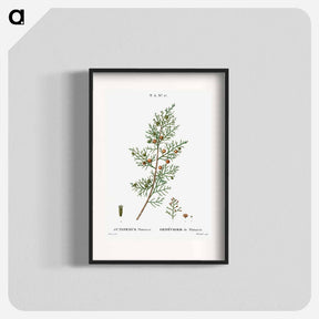アートポスター-Phoenicean juniper, Juniperus phoenicea - ピエール ジョゼフ ルドゥーテ Poster.