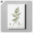 アートパネル-Phoenicean juniper, Juniperus phoenicea - ピエール ジョゼフ ルドゥーテ Canvas.