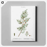 アートパネル-Phoenicean juniper, Juniperus phoenicea - ピエール ジョゼフ ルドゥーテ Canvas.