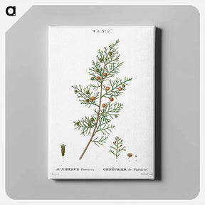 アートパネル-Phoenicean juniper, Juniperus phoenicea - ピエール ジョゼフ ルドゥーテ Canvas.